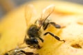 Honey bee drinks sweet juice of ripe apple