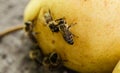 Honey bee drinks sweet juice of ripe apple