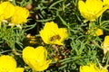 Honey bee on Dwarf California Poppy Eschscholzia caespitosa Royalty Free Stock Photo