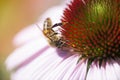 Honey bee on Echinacea. Royalty Free Stock Photo