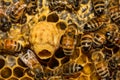 Honey Bee Emergency Queen Cell