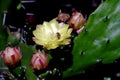 Honey Bee Energetically Collecting Pollen.