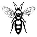 Honey Bee Engraving Design Silhouette Vector Art Illustration on a White Background Royalty Free Stock Photo