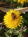 This honey bee is enjoyin Juicy yellow wild flower...wonderful nature Royalty Free Stock Photo