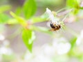Honey bee enjoying blossoming cherry tree on lovely spring day Royalty Free Stock Photo