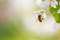 Honey bee enjoying blossoming cherry tree Royalty Free Stock Photo