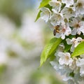 Honey bee enjoying blossoming cherry tree Royalty Free Stock Photo