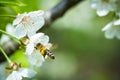 Honey bee enjoying blossoming cherry tree Royalty Free Stock Photo