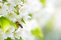 Honey bee enjoying blossoming cherry tree Royalty Free Stock Photo