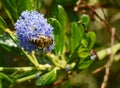 Honey bee exploring a blue ceanothus flower Royalty Free Stock Photo