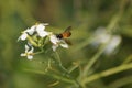 Honey bee extracting juice from a plant Royalty Free Stock Photo