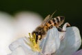 Honey bee, extracting nectar from fruit tree flower