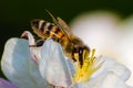 Honey bee, extracting nectar from fruit tree flower Royalty Free Stock Photo