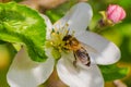 Honey bee, extracting nectar from fruit tree flower Royalty Free Stock Photo