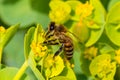 Honey bee, extracting nectar from fruit tree flower Royalty Free Stock Photo