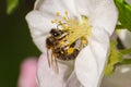 Honey bee, extracting nectar from fruit tree flower Royalty Free Stock Photo