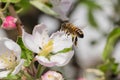 Honey bee, extracting nectar from fruit tree flower Royalty Free Stock Photo