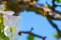 Honey bee, extracting nectar from fruit tree flower Royalty Free Stock Photo