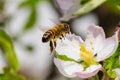 Honey bee, extracting nectar from fruit tree flower Royalty Free Stock Photo