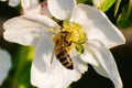 Honey bee, extracting nectar from fruit tree flower Royalty Free Stock Photo