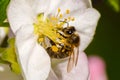 Honey bee, extracting nectar from fruit tree flower Royalty Free Stock Photo