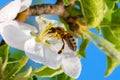 Honey bee, extracting nectar from fruit tree flower Royalty Free Stock Photo