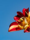 Honey bee feasts on beautiful red dahlias  flower in summer Royalty Free Stock Photo