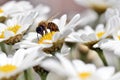 Honey bee feeding on anthemis flower Royalty Free Stock Photo