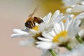 Honey bee feeding on anthemis flower Royalty Free Stock Photo