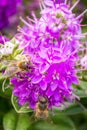 Honey Bee Feeding on Bright Purple Hebe Flowers, Gisborne, Victoria, Australia, December 2018 Royalty Free Stock Photo