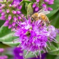 Honey Bee Feeding on Bright Purple Hebe Flowers, Gisborne, Victoria, Australia, December 2018 Royalty Free Stock Photo