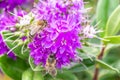 Honey Bee Feeding on Bright Purple Hebe Flowers, Gisborne, Victoria, Australia, December 2018 Royalty Free Stock Photo