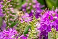 Honey Bee Feeding on Bright Purple Hebe Flowers, Gisborne, Victoria, Australia, December 2018 Royalty Free Stock Photo