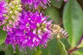 Honey Bee Feeding on Bright Purple Hebe Flowers, Gisborne, Victoria, Australia, December 2018 Royalty Free Stock Photo