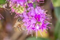 Honey Bee Feeding on Bright Purple Hebe Flowers, Gisborne, Victoria, Australia, December 2018 Royalty Free Stock Photo