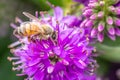 Honey Bee Feeding on Bright Purple Hebe Flowers, Gisborne, Victoria, Australia, December 2018 Royalty Free Stock Photo