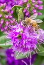 Honey Bee Feeding on Bright Purple Hebe Flowers, Gisborne, Victoria, Australia, December 2018 Royalty Free Stock Photo