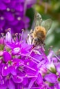 Honey Bee Feeding on Bright Purple Hebe Flowers, Gisborne, Victoria, Australia, December 2018 Royalty Free Stock Photo