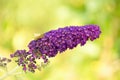 Buddliea davidii `Black Knight`