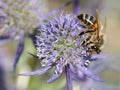 Honey bee feeding on flower