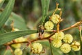 Honey bee feeding on golden wattle
