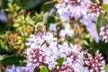 Honey Bee Feeding On Hebe Wiri Image Flowers, Romsey, Victoria, Australia, November 2020 Royalty Free Stock Photo