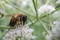 Honey bee feeding on umbellifer Royalty Free Stock Photo