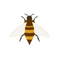 honey bee flat design vector illustration. Cute Bumble Bee. bumblebee character logo mascot Royalty Free Stock Photo