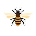 honey bee flat design vector illustration. Cute Bumble Bee. bumblebee character logo mascot Royalty Free Stock Photo