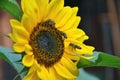 Honey Bee Flies On Sunflower In Bloom Collect Flower Nectar And Pollen In Sunshine