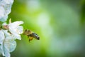 Honey bee in flight