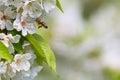 Honey bee in flight