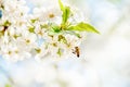 Honey bee in flight approaching blossoming cherry tree. Banner background with bee and blooming tree branches, honey Royalty Free Stock Photo