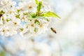 Honey bee in flight approaching blossoming cherry tree. Banner background with bee and blooming tree branches, honey Royalty Free Stock Photo